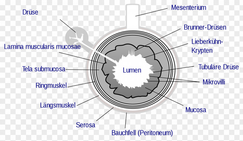 Gastrointestinal Tract Wall Small Intestine Lumen Large PNG