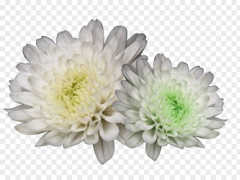 Hang White Chrysanthemum Picture Material Xd7grandiflorum Tea Flower PNG
