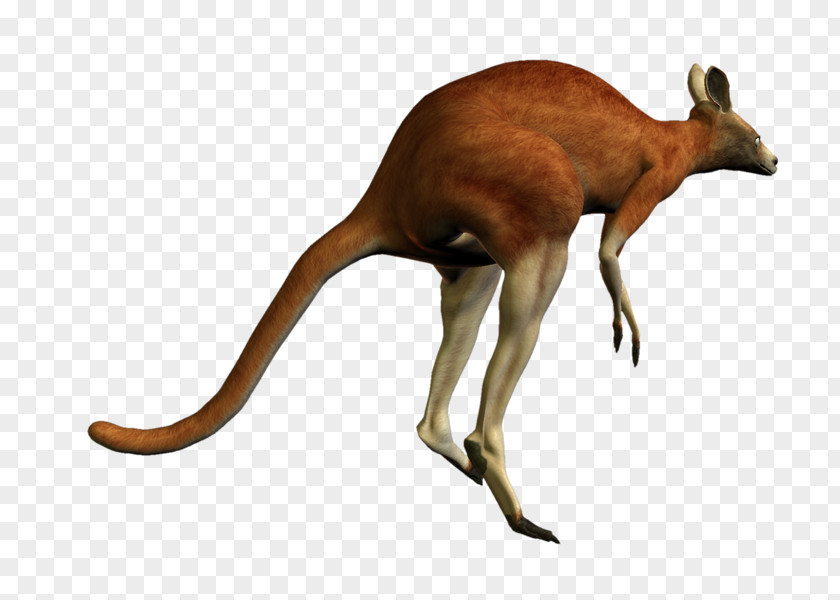 Kangaroo Red Macropodidae The PNG
