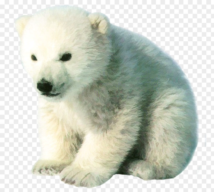 Polar Bear Baby Arctic Kodiak PNG