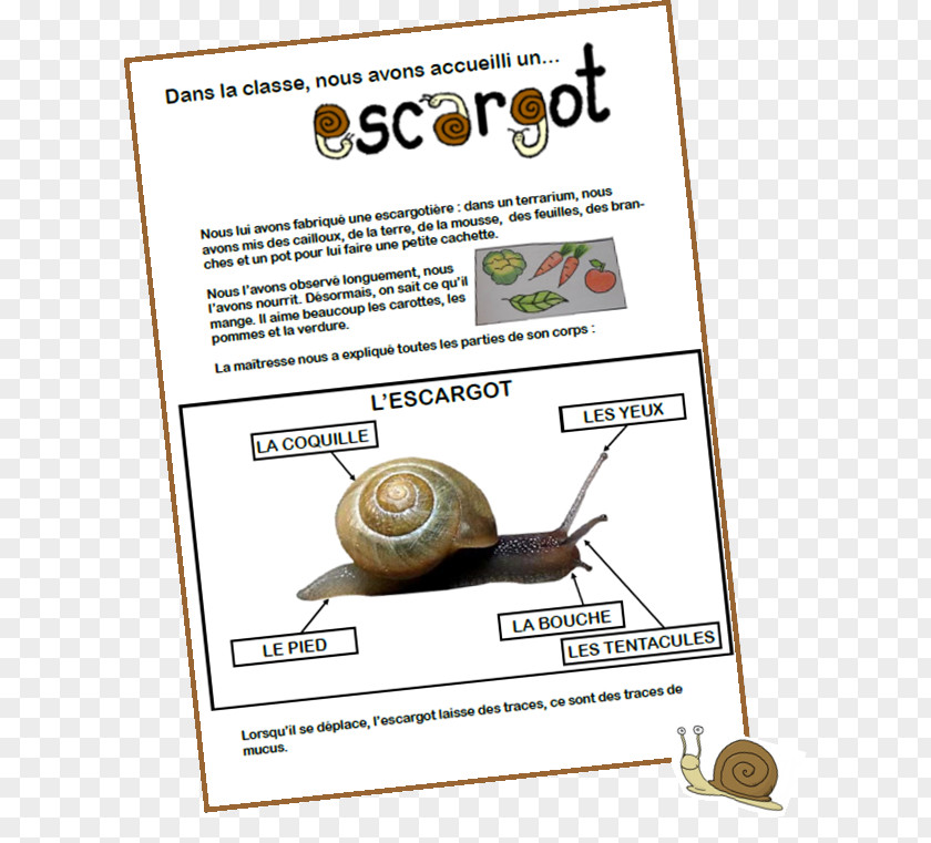 Snail The Insect Gastropods Heliciculture PNG