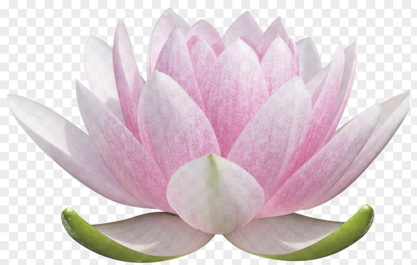 Water Lily Plant Lotus PNG