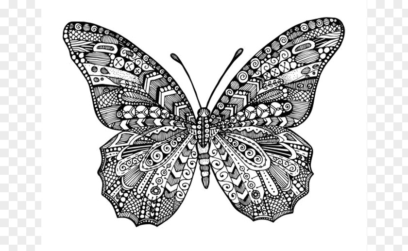 Butterfly Monarch Coloring Book Drawing PNG