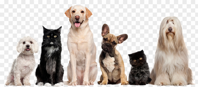 Dogs And Cats Cat Dog Grooming Pet Sitting PNG