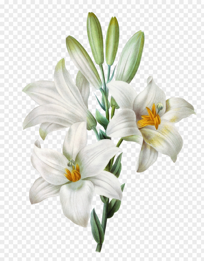 Hand-painted Lily Easter Lilium Candidum Tiger Watercolor Painting PNG