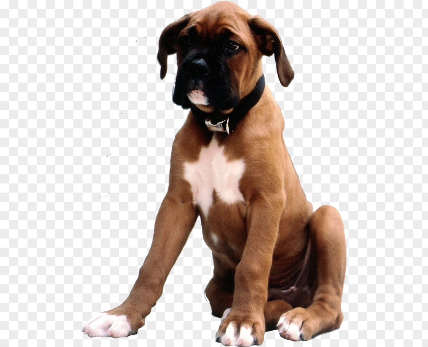 Puppy Boxer Dog Breed Valley Bulldog Companion PNG