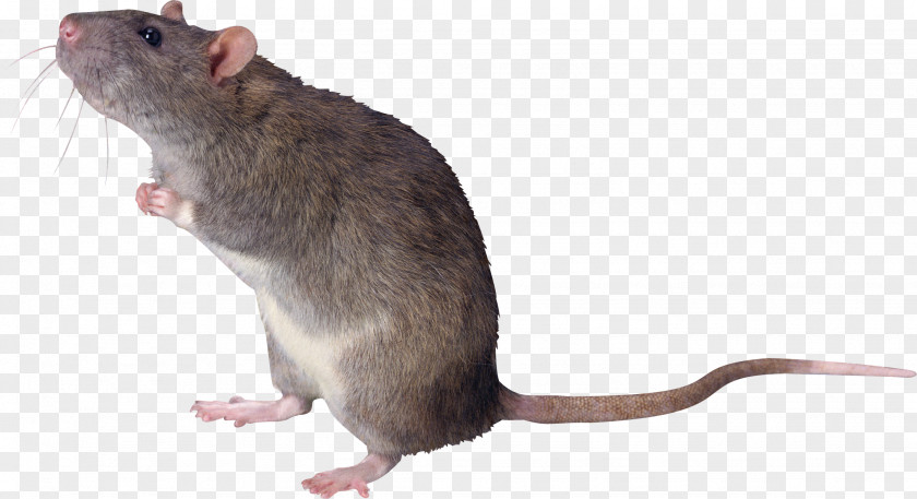 Mouse, Rat Image Brown Mouse Black Ricefield PNG