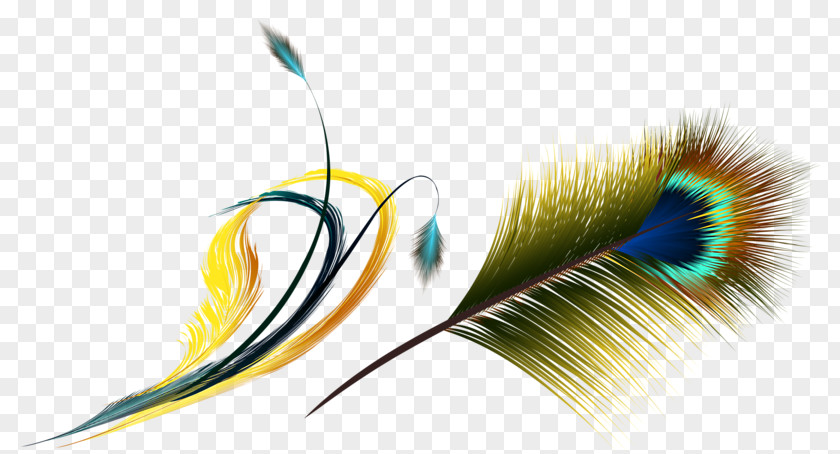 Peacock Feathers Flight Feather Asiatic Peafowl PNG