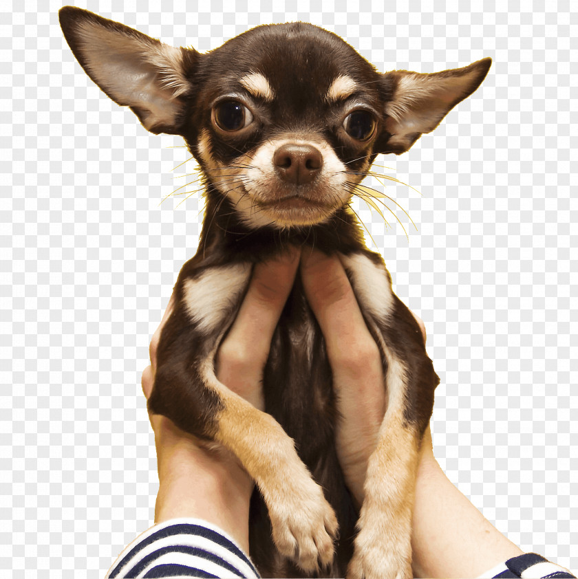 Puppy Chihuahua Russkiy Toy Dog Breed Cat PNG