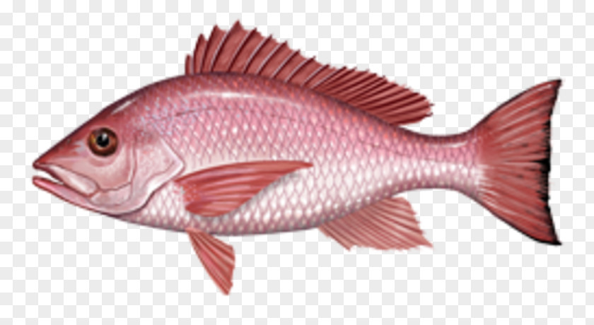 Red Snapper Fishing Northern International Game Fish Association African PNG