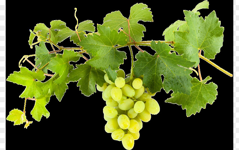 Wine Sultana Common Grape Vine WeinvillaVollmayer PNG