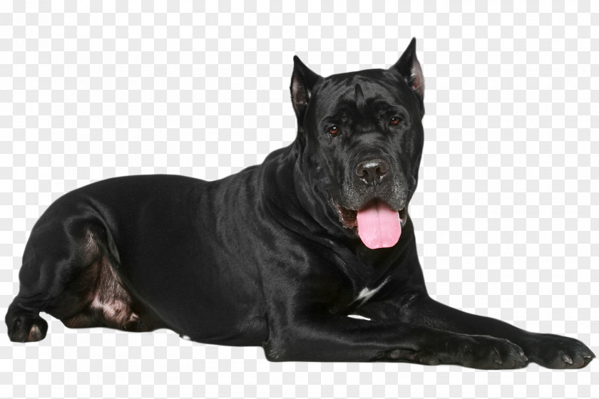 Cane Thicket Corso Perro De Presa Canario Dog Breed Guard Snout PNG