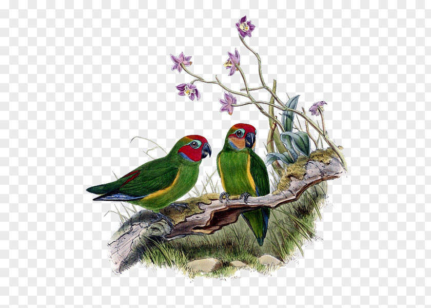 Feather Lovebird Macaw Parakeet Perroquet PNG