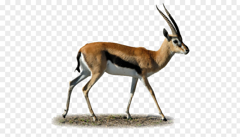 Gazelle Impala Antelope Clip Art PNG
