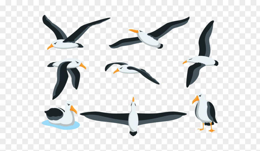 Penguin Albatross Drawing PNG