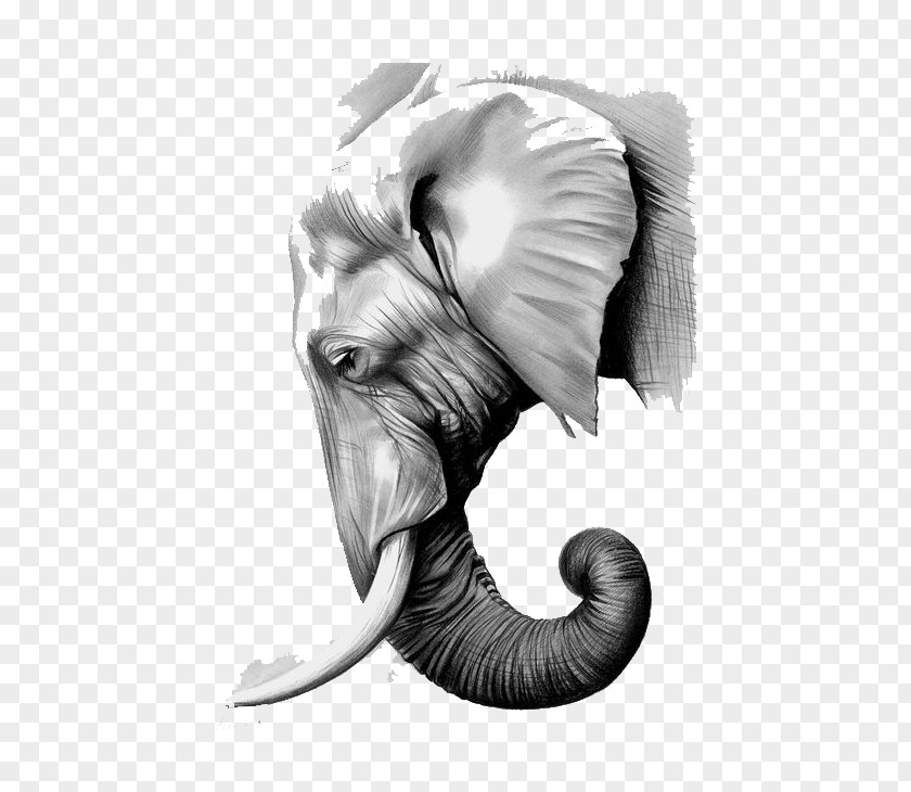 Sketch White Elephant The Elephants Paper Asian Graphite PNG