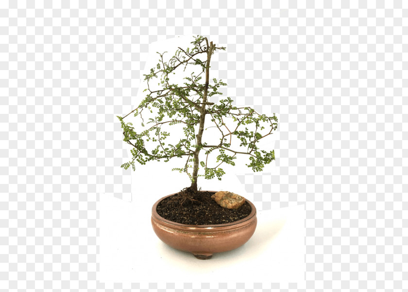 Tree Chinese Sweet Plum Flowerpot Herb Sageretia PNG