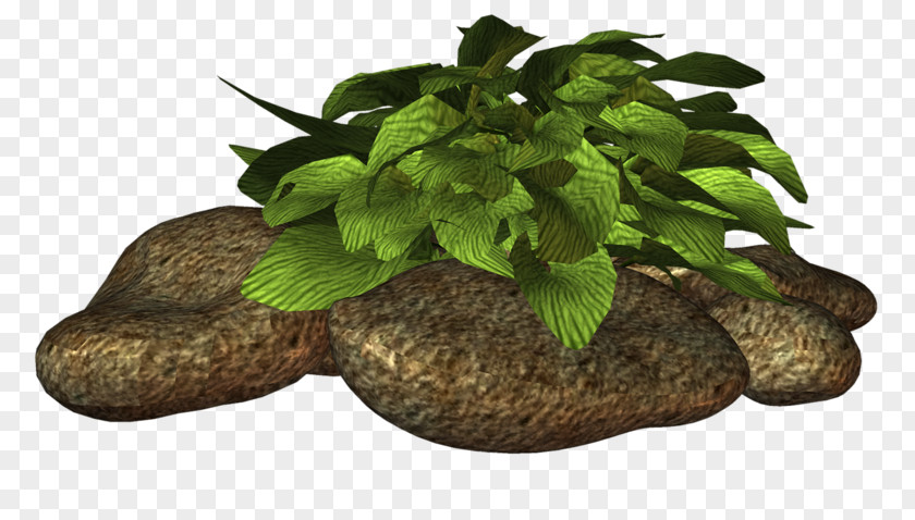 Tree Herb Flowerpot PNG