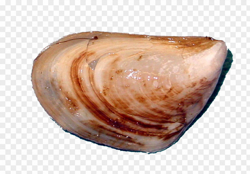 Zebra Quagga Mussel Great Lakes PNG