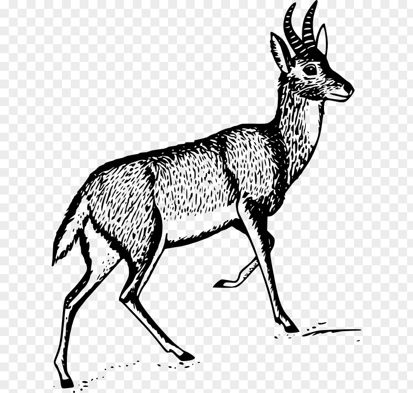 Antlers Vector Antelope Bohor Reedbuck Clip Art PNG