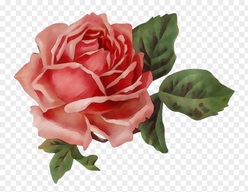 Garden Roses PNG