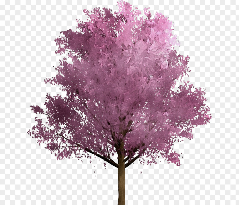 Magenta Flower Tree Pink Plant Woody Purple PNG