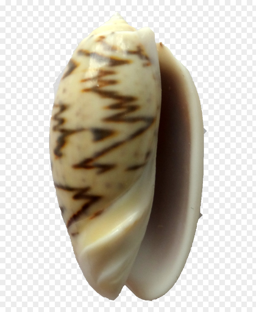 Oliva Clam Seashell Light Black PNG