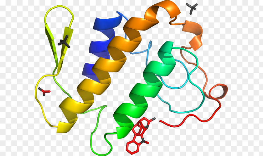 Phospholipase A2 Organism Art Homology Clip PNG