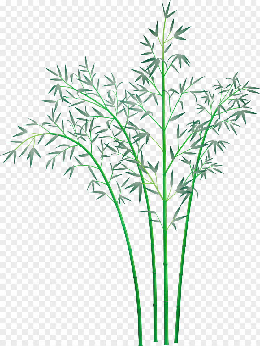 Plant Leaf Grass Stem Family PNG