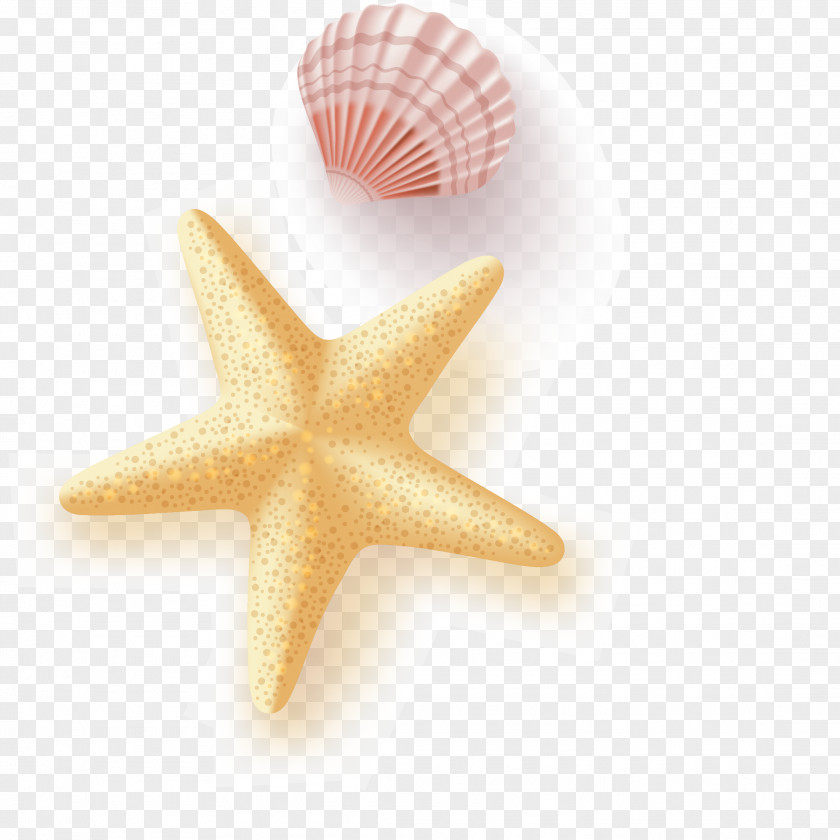 Starfish Seashell Vector Euclidean PNG