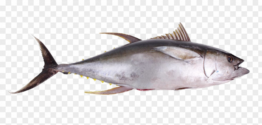 Tuna Thunnus Seafood Oily Fish Yellowfin PNG