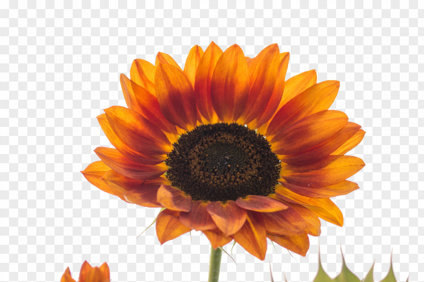 Yellow Sunflower Common Transvaal Daisy Orange Seed PNG