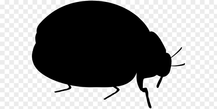 Beetle Clip Art Silhouette Pest Membrane PNG