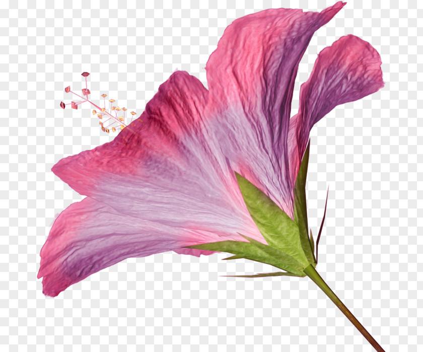 Flower Hibiscus Pink Flowers Clip Art PNG