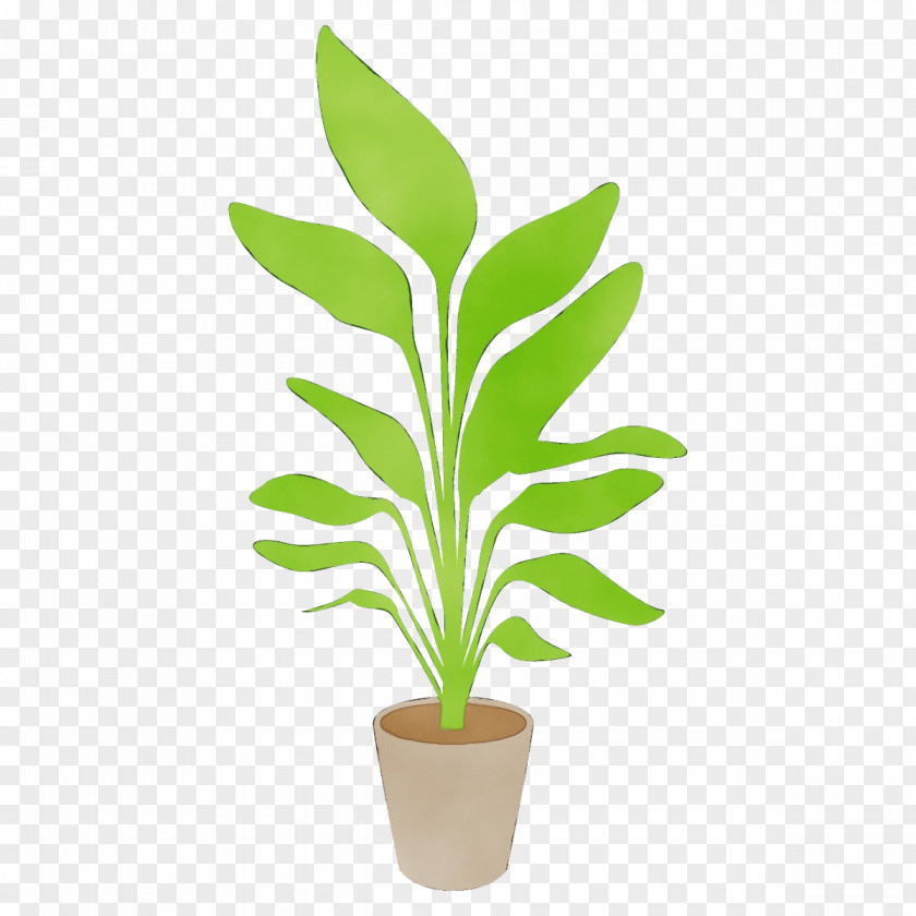 Grass Terrestrial Plant Flowerpot Houseplant Flower Leaf PNG