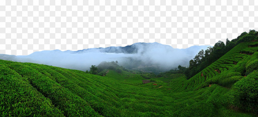 Green Tea Field Garden PNG