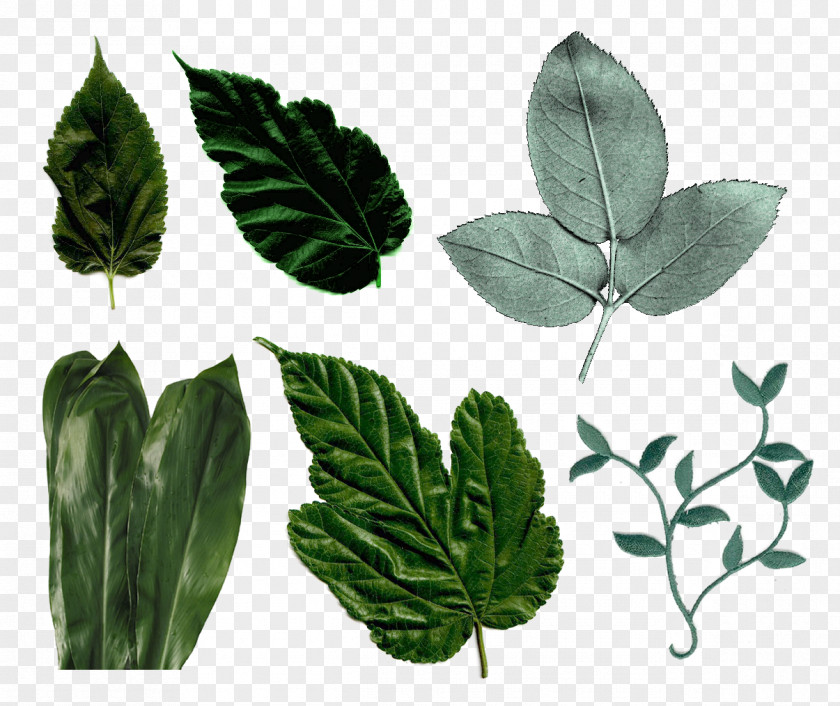 Leaf Megabyte Clip Art PNG