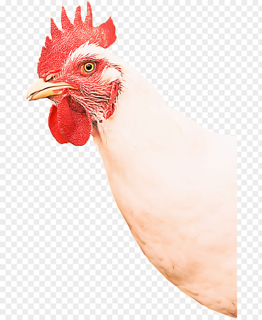 Livestock Fowl Chicken Rooster Bird Comb Beak PNG