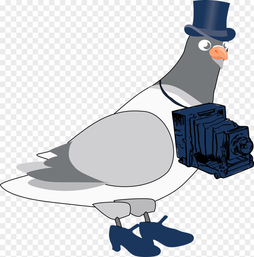 Pigeon Columbidae Bird Clip Art PNG