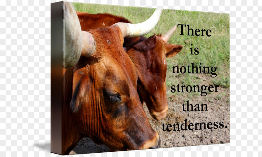 Tenderness Cattle Ox Gallery Wrap Canvas Art PNG