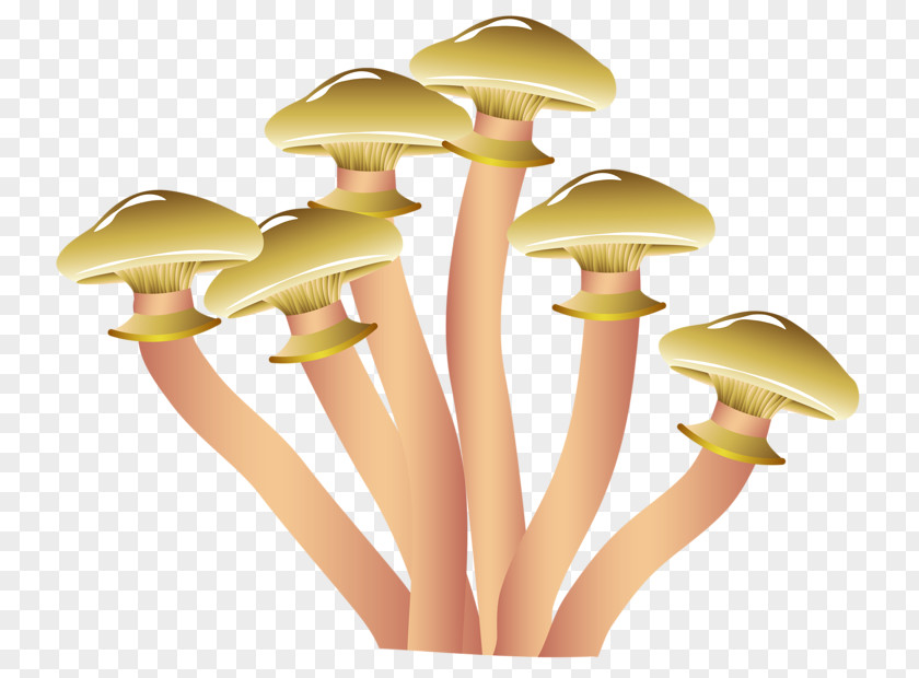 Hand Drawn Mushrooms Morchella Esculenta Conica Edible Mushroom Illustration PNG