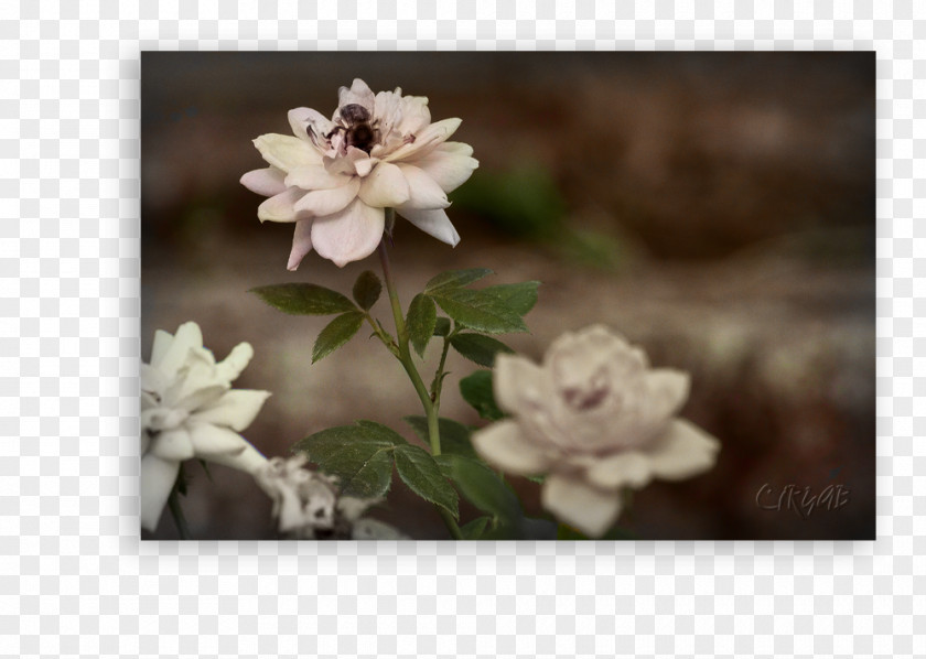 Rose Family Lilac Petal PNG