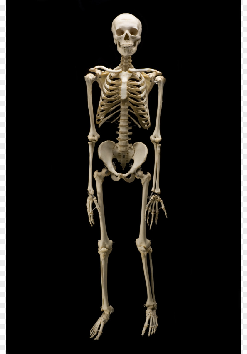 Skeleton Homo Sapiens Naledi Chimpanzee Bone Human PNG