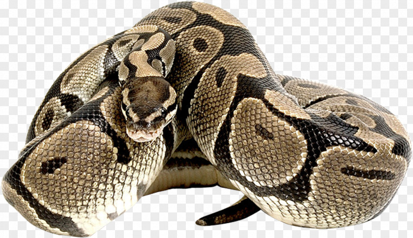 Anaconda Corn Snake Ball Python Reptile T-shirt PNG