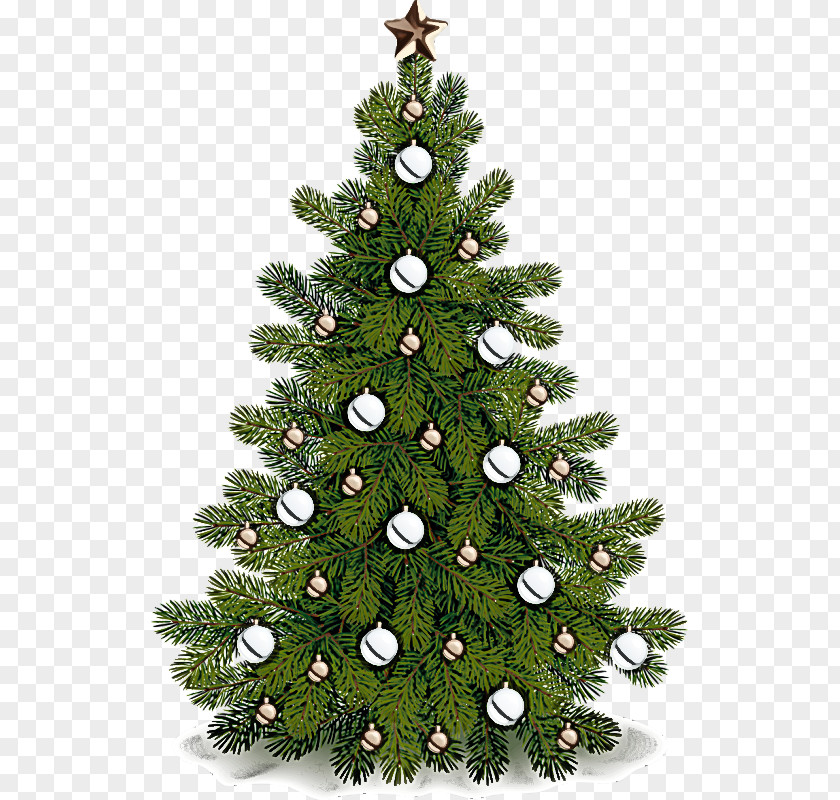 Canadian Fir Oregon Pine Christmas Tree PNG