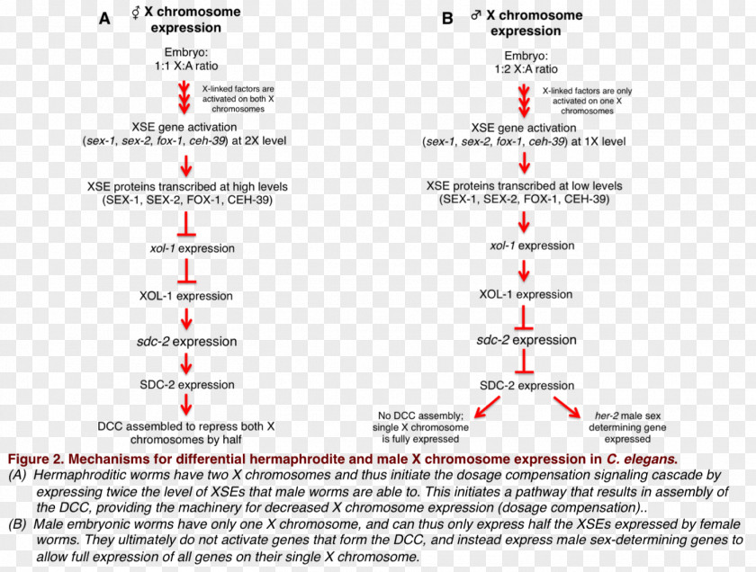 Compensation Dosage Common Fruit Fly X Chromosome Roundworm Gene PNG