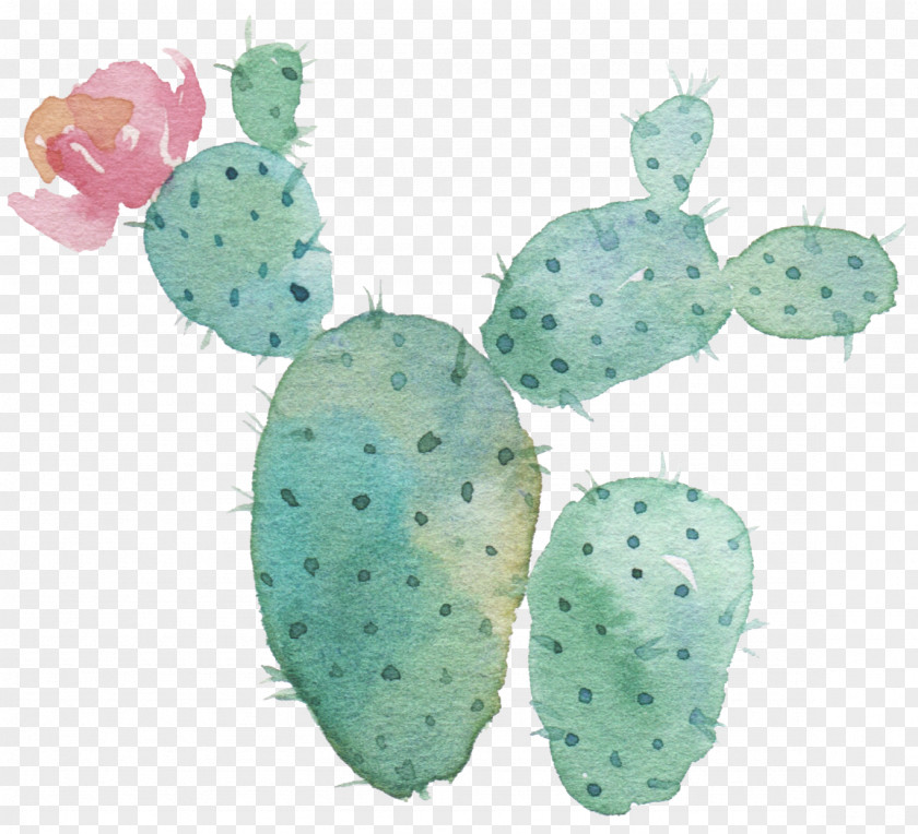 Flower Cactaceae Succulent Plant Watercolor Painting Astrophytum Myriostigma PNG