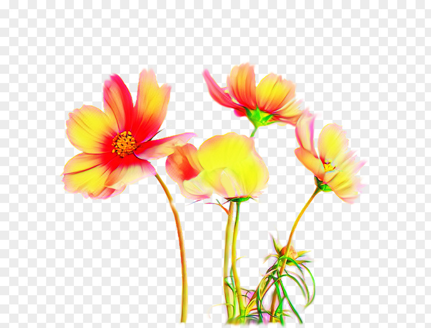 Pedicel Garden Cosmos Flower Flowering Plant Petal Cut Flowers PNG