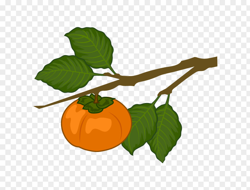 Persimmon Clip Art Japanese Branch Fruit Tree PNG