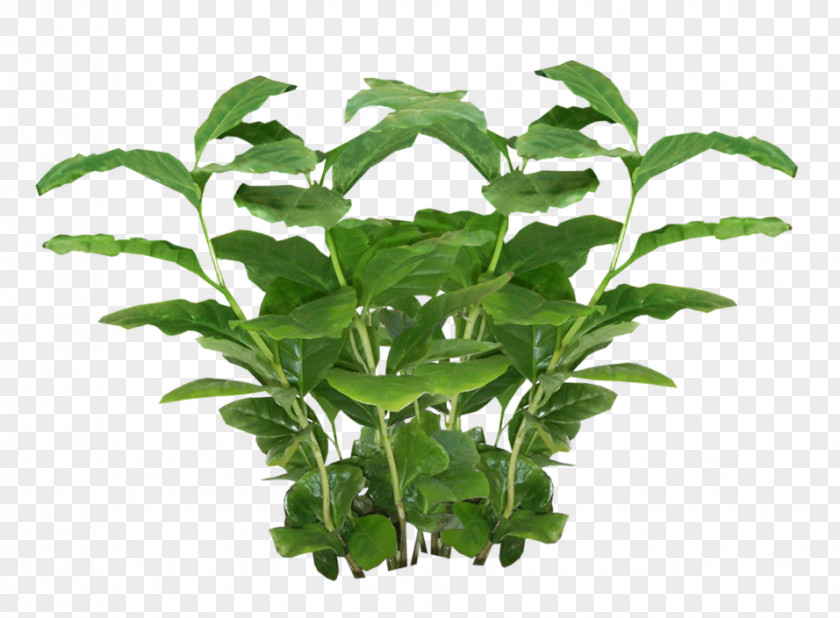 Plants Picture Plant Texture Mapping Alpha PNG